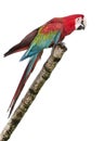 Green-winged Macaw - Ara chloropterus (18 months) Royalty Free Stock Photo