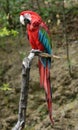 Green-winged macaw