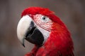 Green-winged macaw Ara chloropterus