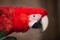 Green-winged macaw Ara chloropterus