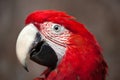 Green-winged macaw Ara chloropterus Royalty Free Stock Photo