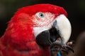 Green-winged macaw Ara chloropterus Royalty Free Stock Photo