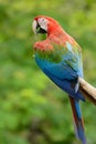 Green-winged Macaw (Ara chloropterus) Royalty Free Stock Photo