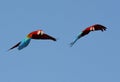 Green-winged Macaw Ara chloropterus Royalty Free Stock Photo