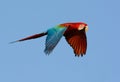 Green-winged Macaw Ara chloropterus Royalty Free Stock Photo