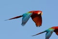 Green-winged Macaw Ara chloropterus Royalty Free Stock Photo