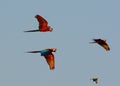 Green-winged Macaw Ara chloropterus Royalty Free Stock Photo