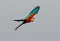 Green-winged Macaw Ara chloropterus Royalty Free Stock Photo