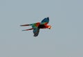 Green-winged Macaw Ara chloropterus Royalty Free Stock Photo