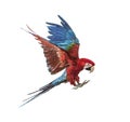 Green-winged Macaw, Ara chloropterus, flying in front of white Royalty Free Stock Photo