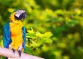 Green-winged macaw in forest area Royalty Free Stock Photo