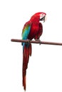 Green-winged Macaw Ara chloropterus red birds isolated on white background with clipping path. Royalty Free Stock Photo