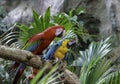 Green-winged Macaw, Blue and Gold Macaw sitting on a branch Royalty Free Stock Photo