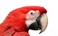 Green-Winged Macaw Isolated on White