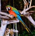 Green-winged macaw outdoors