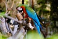 Green-winged macaw outdoors