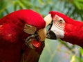 Green Winged Macaw Royalty Free Stock Photo