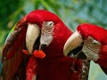 Green Winged Macaw Royalty Free Stock Photo