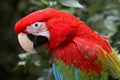 Green-Winged Macaw Parrot Royalty Free Stock Photo