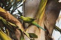 Green-winged macaw parrot sitting on the branch of the tree Royalty Free Stock Photo