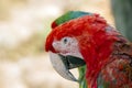 Green Winged Macaw Portrait