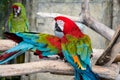 Green-winged macaw Royalty Free Stock Photo