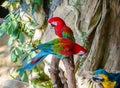 Green-winged macaw Royalty Free Stock Photo