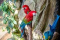 Green-winged macaw Royalty Free Stock Photo