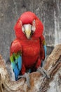 Green-winged macaw standing on the wood Royalty Free Stock Photo
