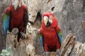 Green-winged macaw standing on the wood Royalty Free Stock Photo