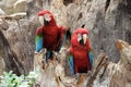 Green-winged macaw standing on the wood Royalty Free Stock Photo