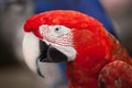 Green-winged macaw (Ara chloropterus) Royalty Free Stock Photo