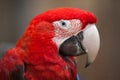 Green-winged macaw (Ara chloropterus) Royalty Free Stock Photo