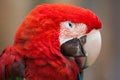 Green-winged macaw (Ara chloropterus) Royalty Free Stock Photo