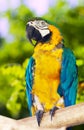 Green-winged macaw Royalty Free Stock Photo