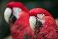 Green-winged macaws Royalty Free Stock Photo