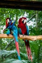 Green Winged Macaws at Parque das Aves - Foz do Iguacu, Parana, Brazil Royalty Free Stock Photo