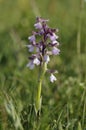 Green-winged Orchid Royalty Free Stock Photo