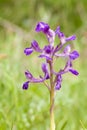 Green-winged Orchid Royalty Free Stock Photo