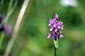 Green winged orchid or green veined orchid