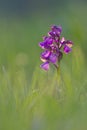 Green-winged Orchid, Anacamptis morio, Purple type, soft focus Royalty Free Stock Photo