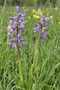 Green-winged Orchid