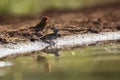 Green winged Pytilia in Kruger National park, South Africa Royalty Free Stock Photo