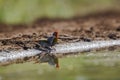 Green winged Pytilia in Kruger National park, South Africa Royalty Free Stock Photo