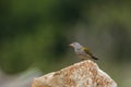 Green winged Pytilia in Kruger National park, South Africa Royalty Free Stock Photo