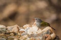 Green winged Pytilia in Kruger National park, South Africa Royalty Free Stock Photo