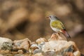 Green winged Pytilia in Kruger National park, South Africa Royalty Free Stock Photo