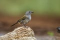 Green winged Pytilia in Kruger National park, South Africa Royalty Free Stock Photo