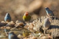 Green winged Pytilia in Kruger National park, South Africa Royalty Free Stock Photo