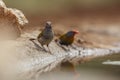 Green winged Pytilia in Kruger National park, South Africa Royalty Free Stock Photo